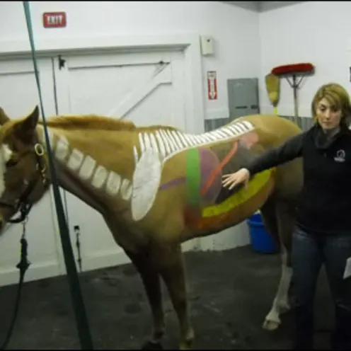 Veterinarian pointing at horse with bones and organ placement painted on side